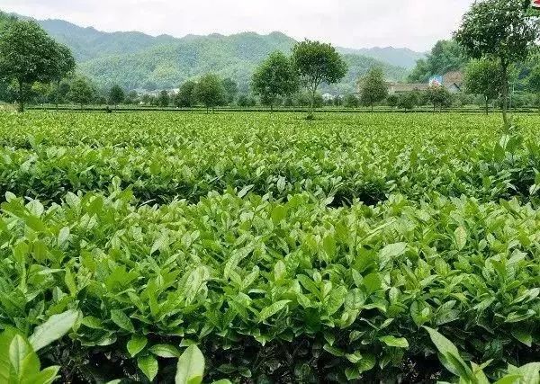 【產(chǎn)業(yè)立市　桃源在行動】喜訊！桃源這2家富硒企業(yè)入選2019湖南省級工業(yè)旅游示范點